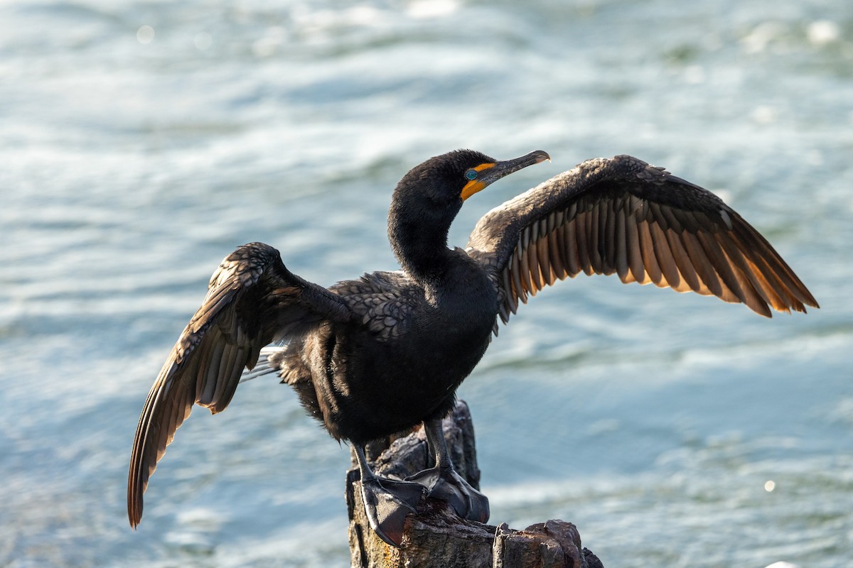 Double-crested Cormorant - ML646584651