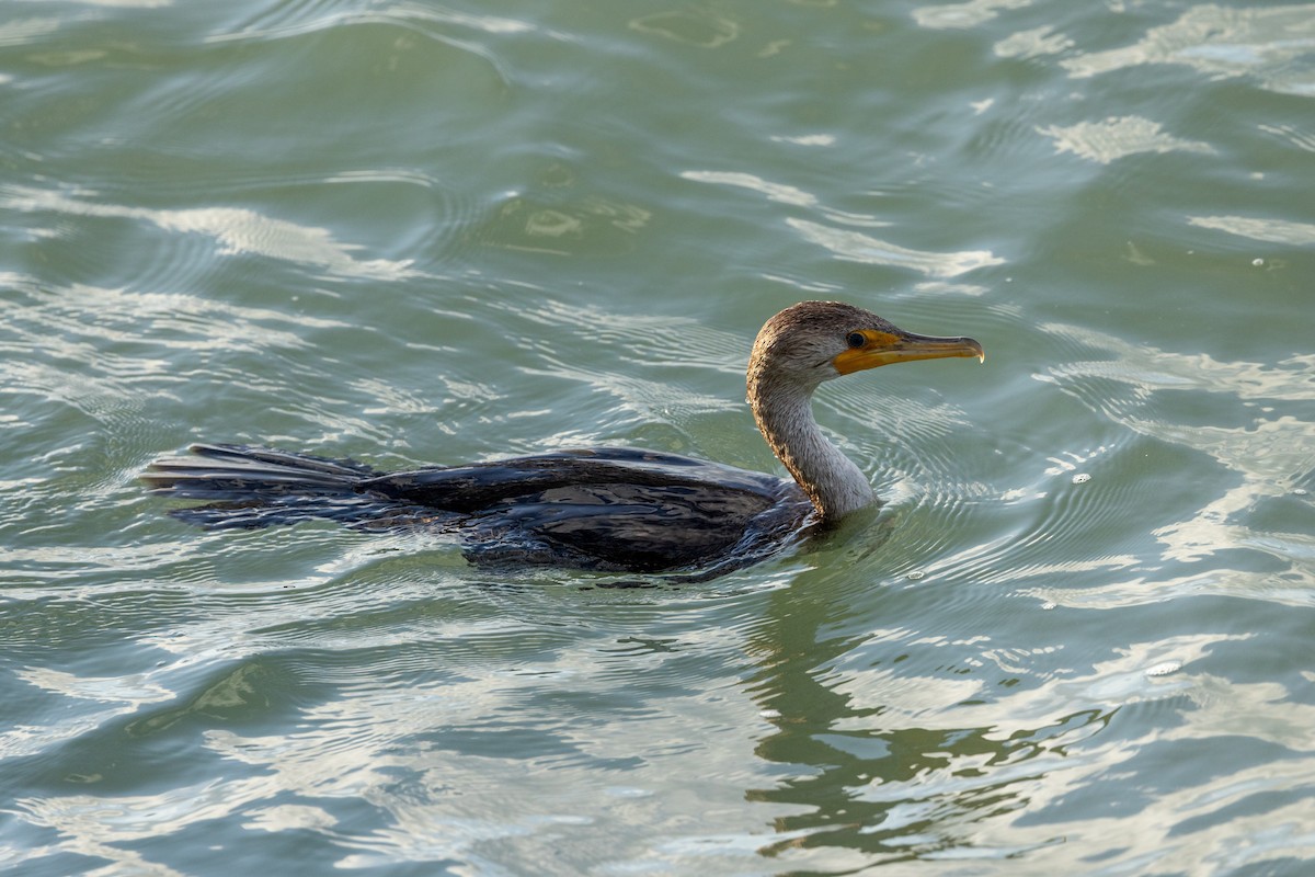Double-crested Cormorant - ML646584652