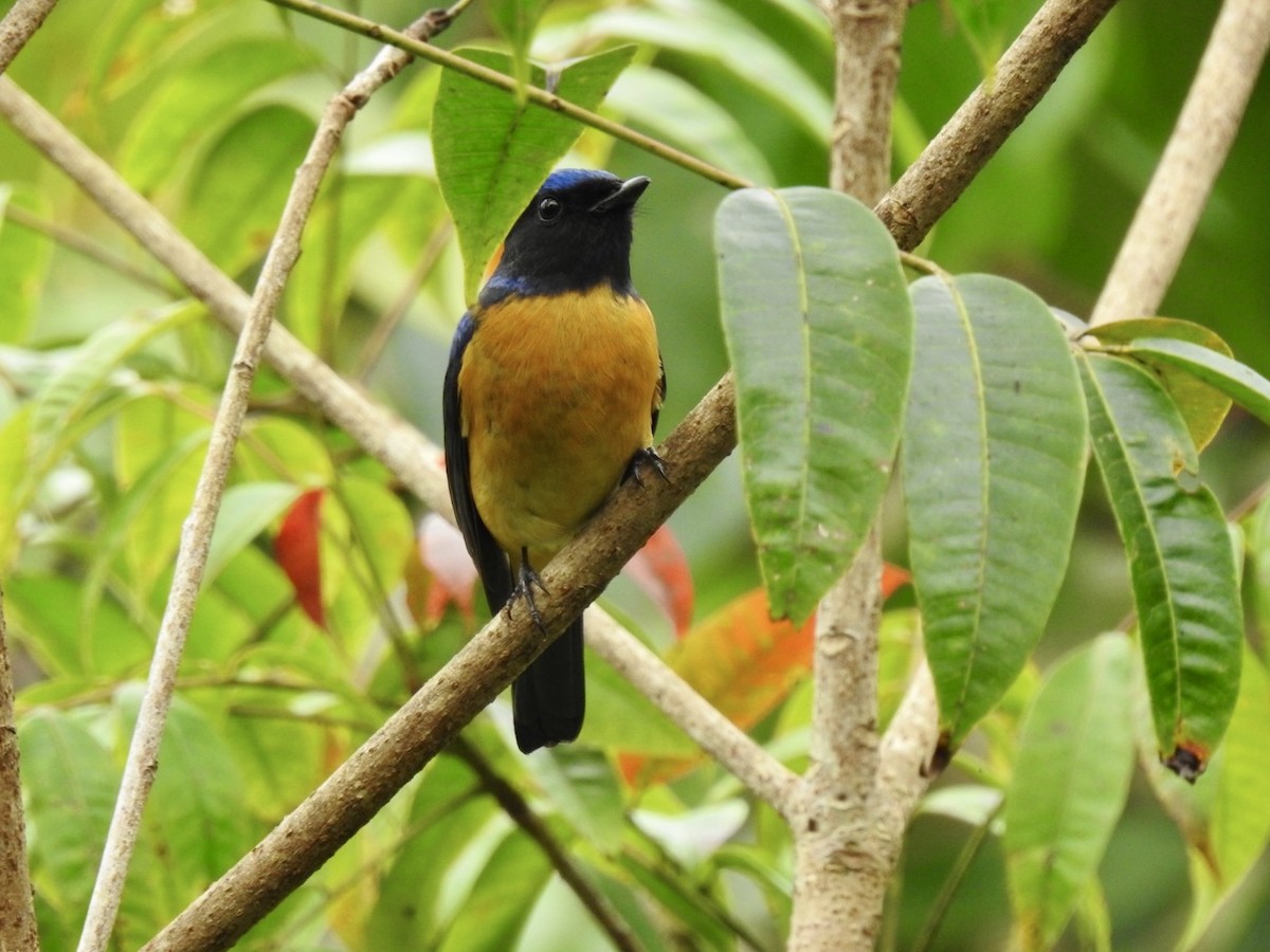 Chinese Vivid Niltava - ML646584656