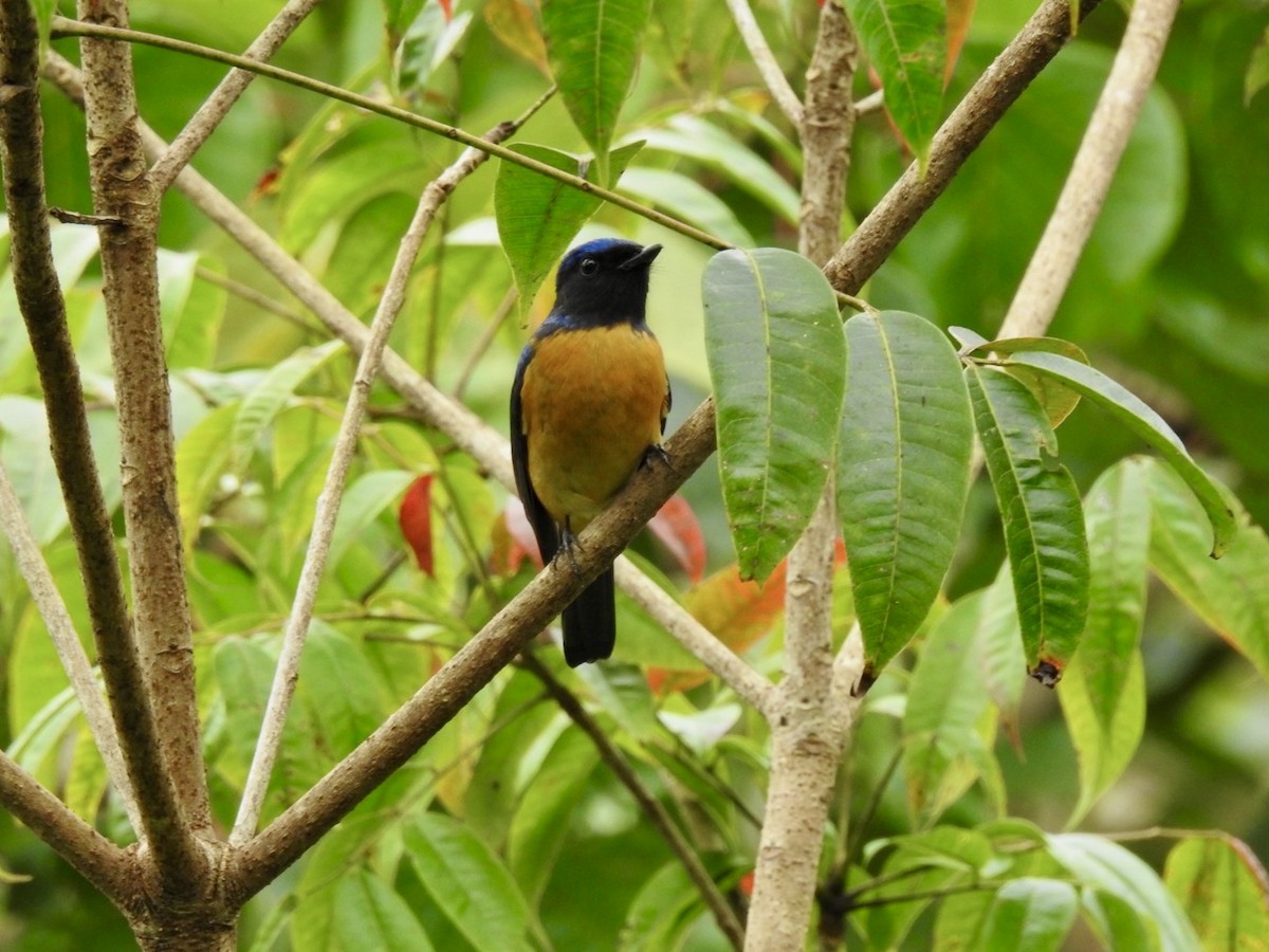 Chinese Vivid Niltava - ML646584657