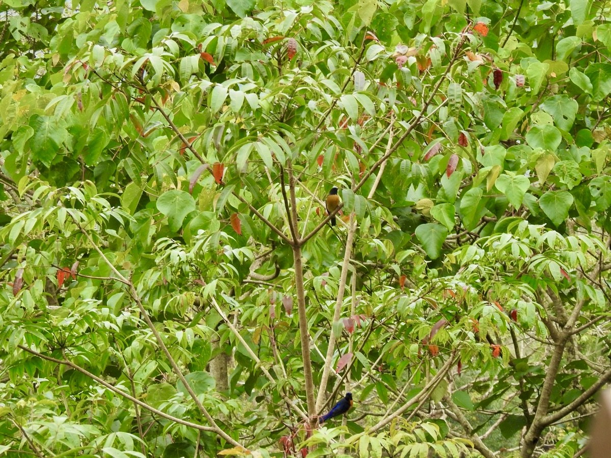 Chinese Vivid Niltava - ML646584658