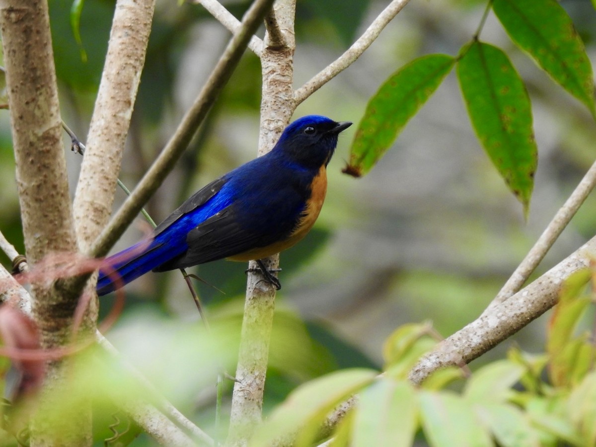 Chinese Vivid Niltava - ML646584659