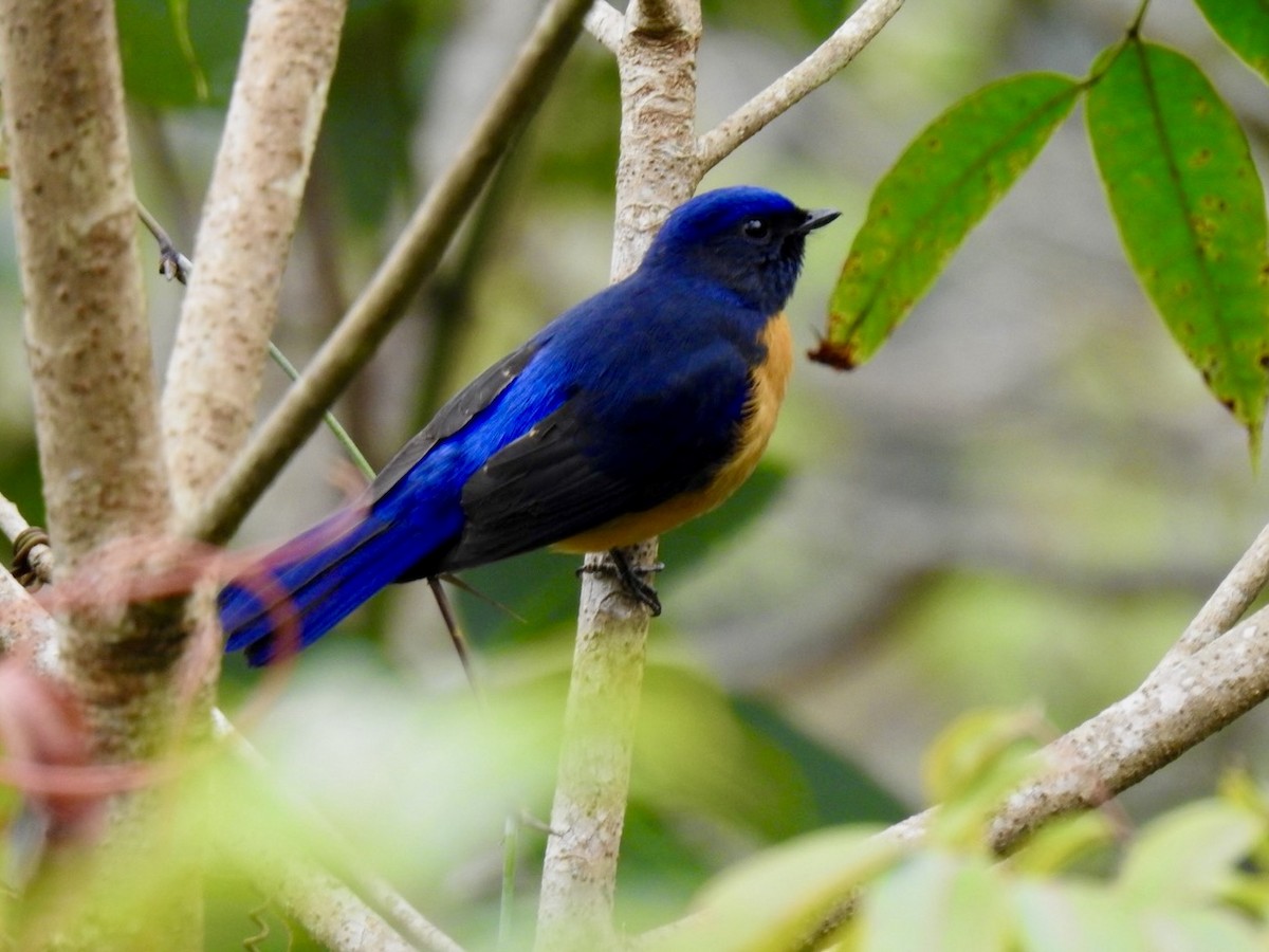 Chinese Vivid Niltava - ML646584660