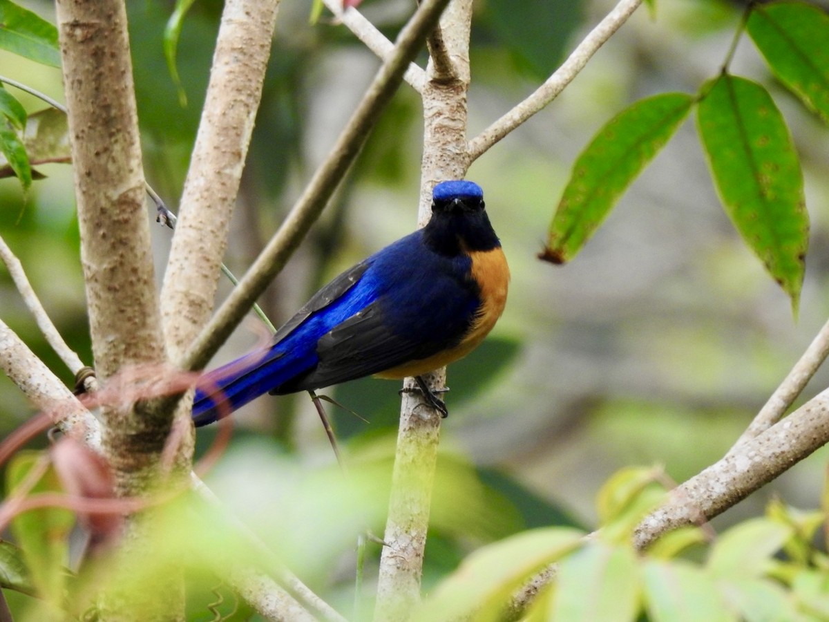 Chinese Vivid Niltava - ML646584661