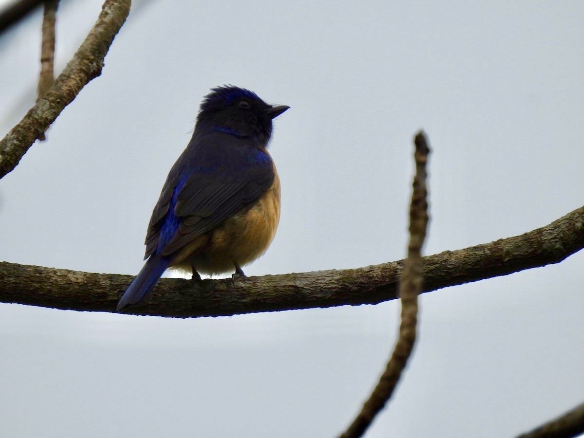 Chinese Vivid Niltava - ML646584662