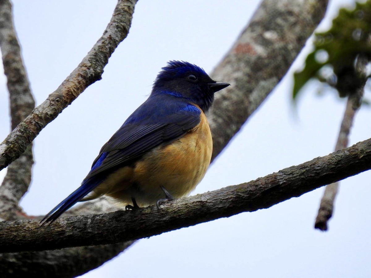 Chinese Vivid Niltava - ML646584663