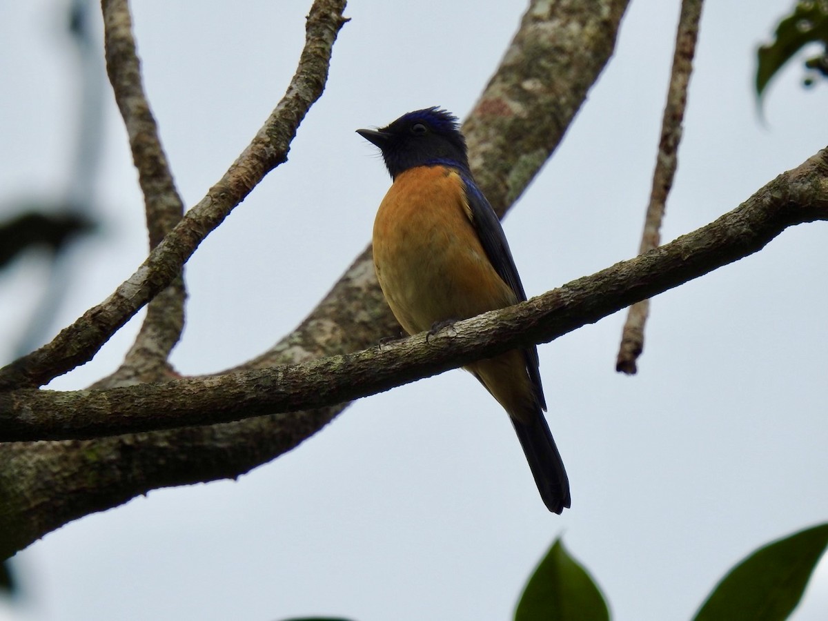 Chinese Vivid Niltava - ML646584664