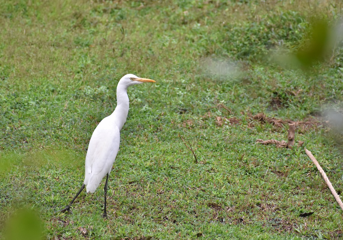 Héron de Coromandel - ML646584666