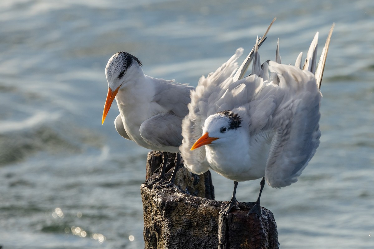 Royal Tern - ML646584667