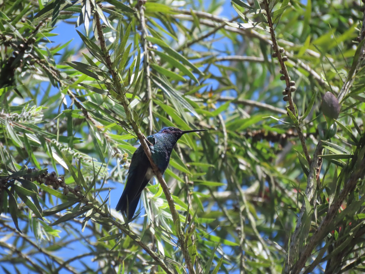 Sparkling Violetear - ML646584668
