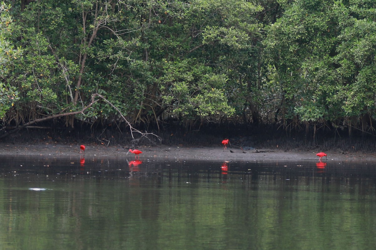 Scarlet Ibis - ML646584670