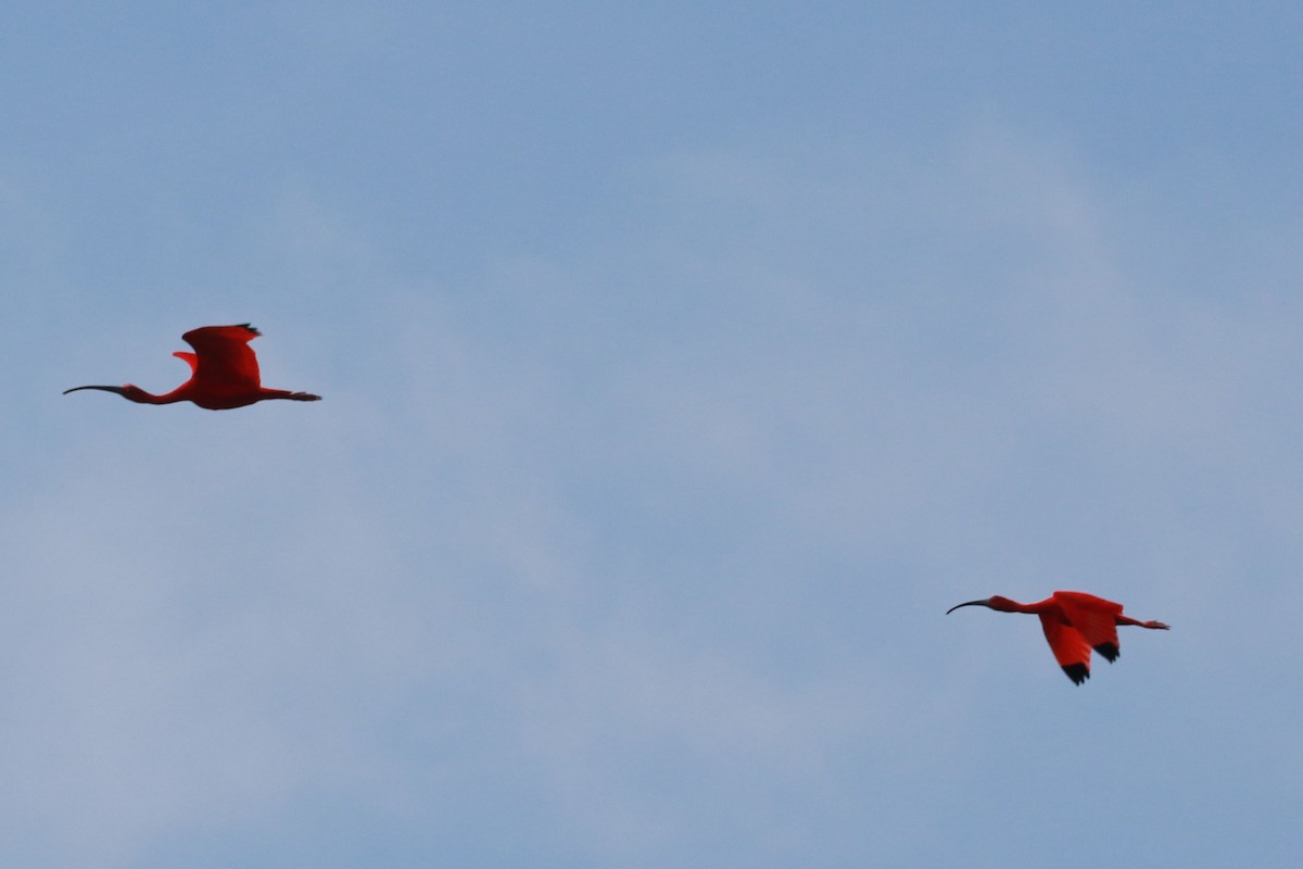 Scarlet Ibis - ML646584673