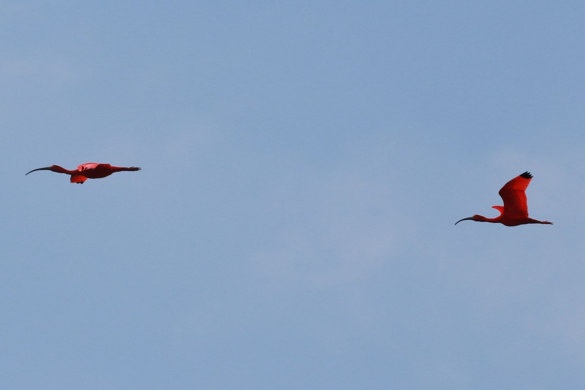 Scarlet Ibis - ML646584675