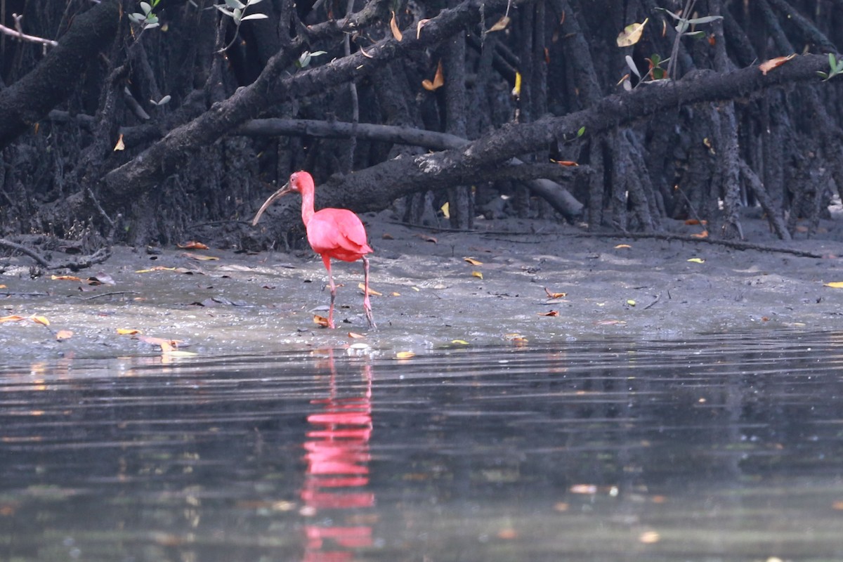 Scarlet Ibis - ML646584676