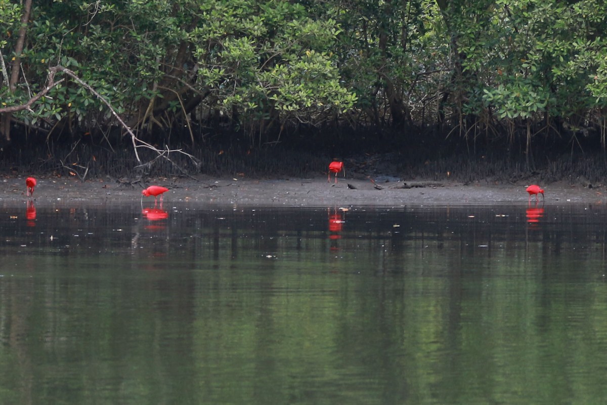 Scarlet Ibis - ML646584677