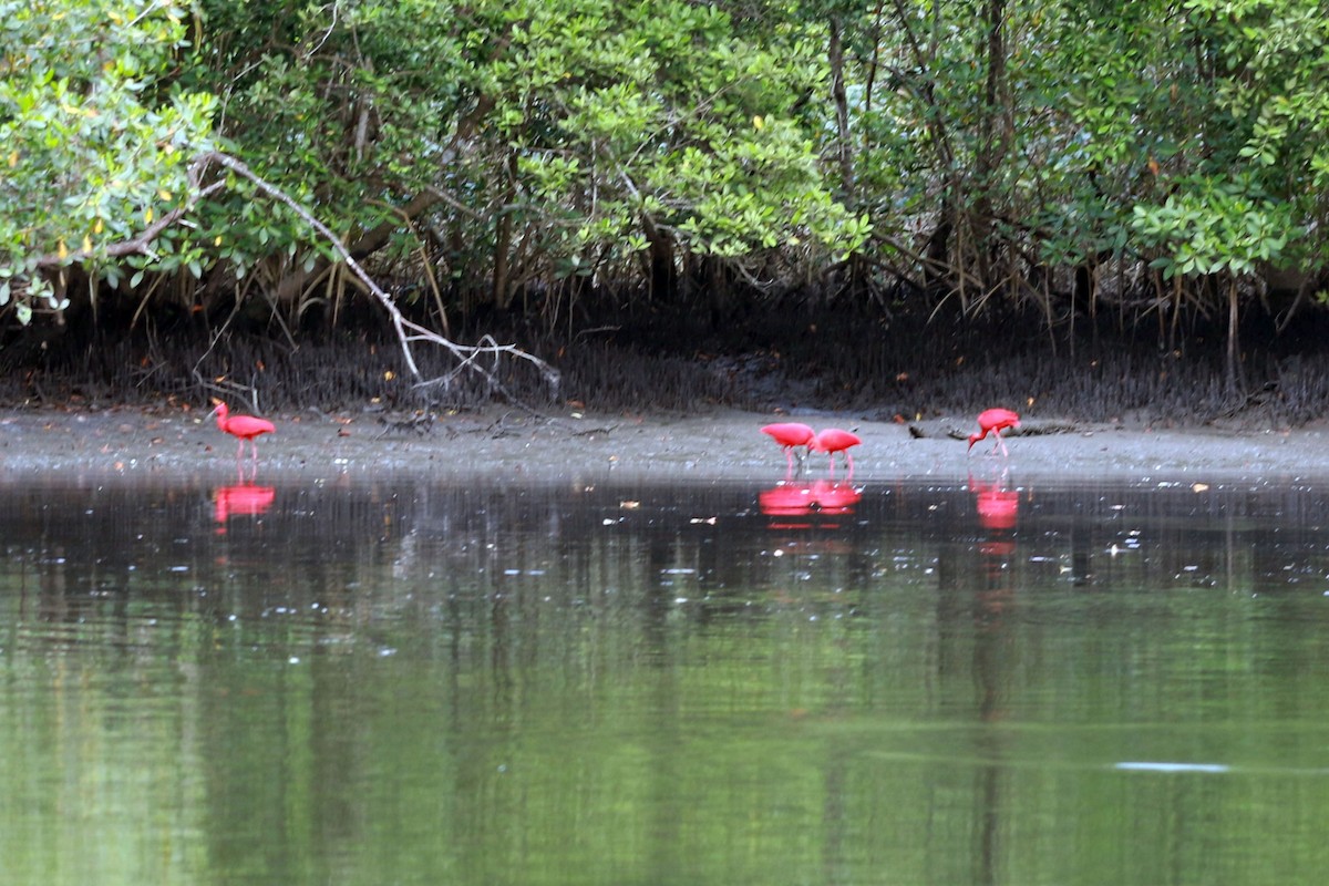 Scarlet Ibis - ML646584678