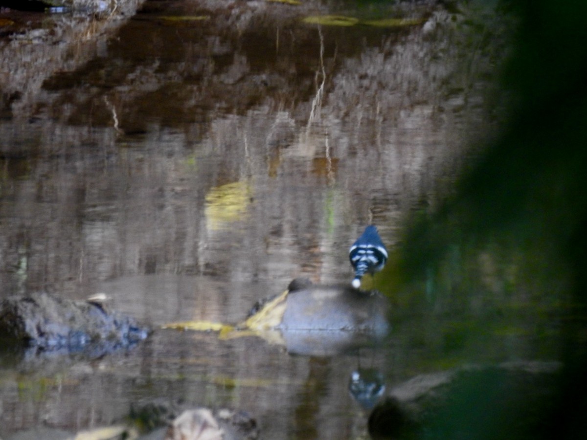 Slaty-backed Forktail - ML646584681