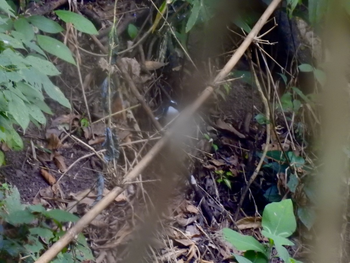 Slaty-backed Forktail - ML646584682