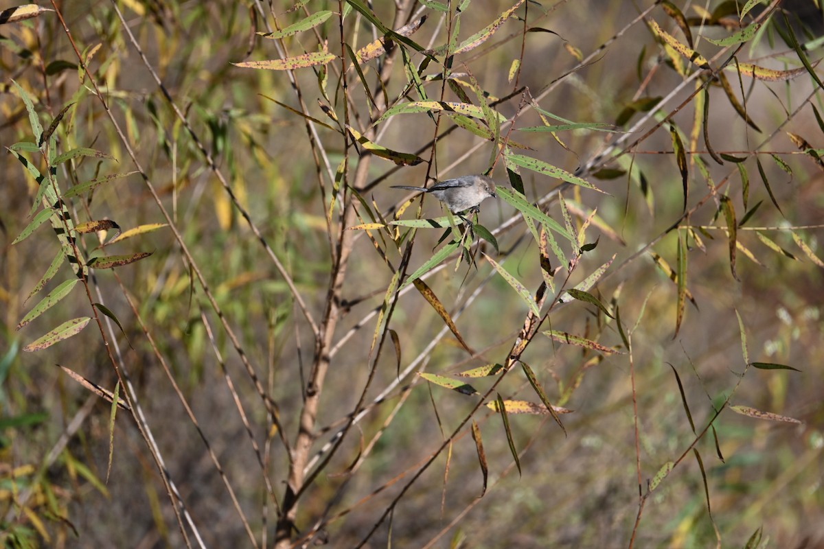 Bushtit - ML646584683