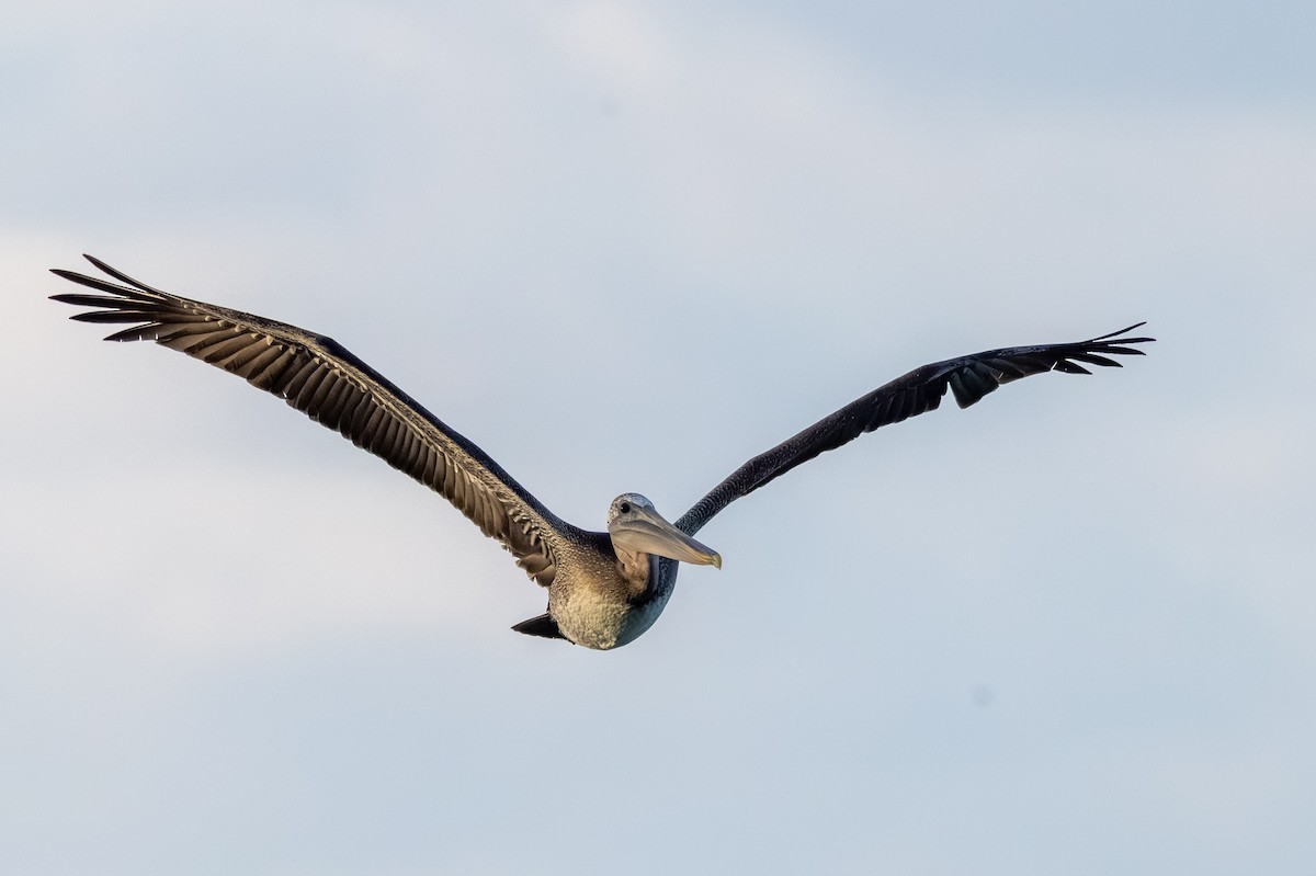 Brown Pelican - ML646584684