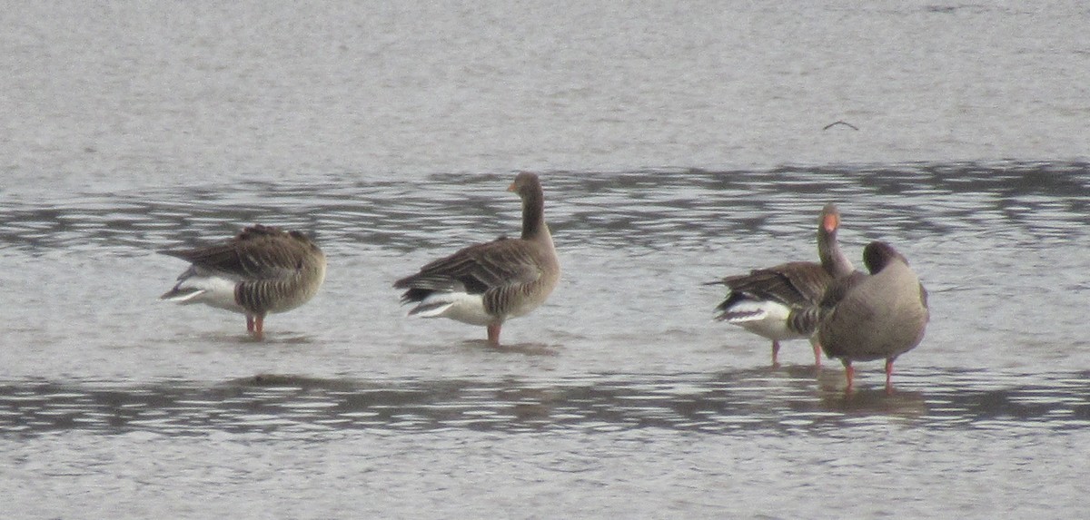 Graylag Goose - ML646584685
