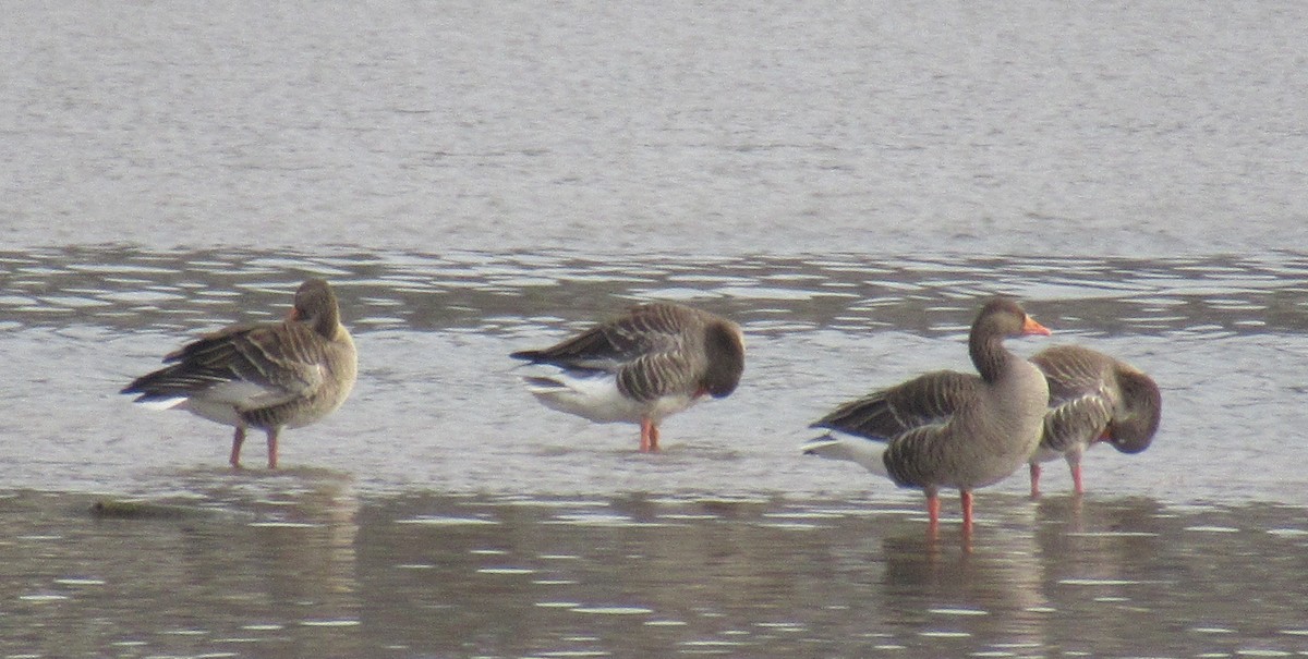 Graylag Goose - ML646584686