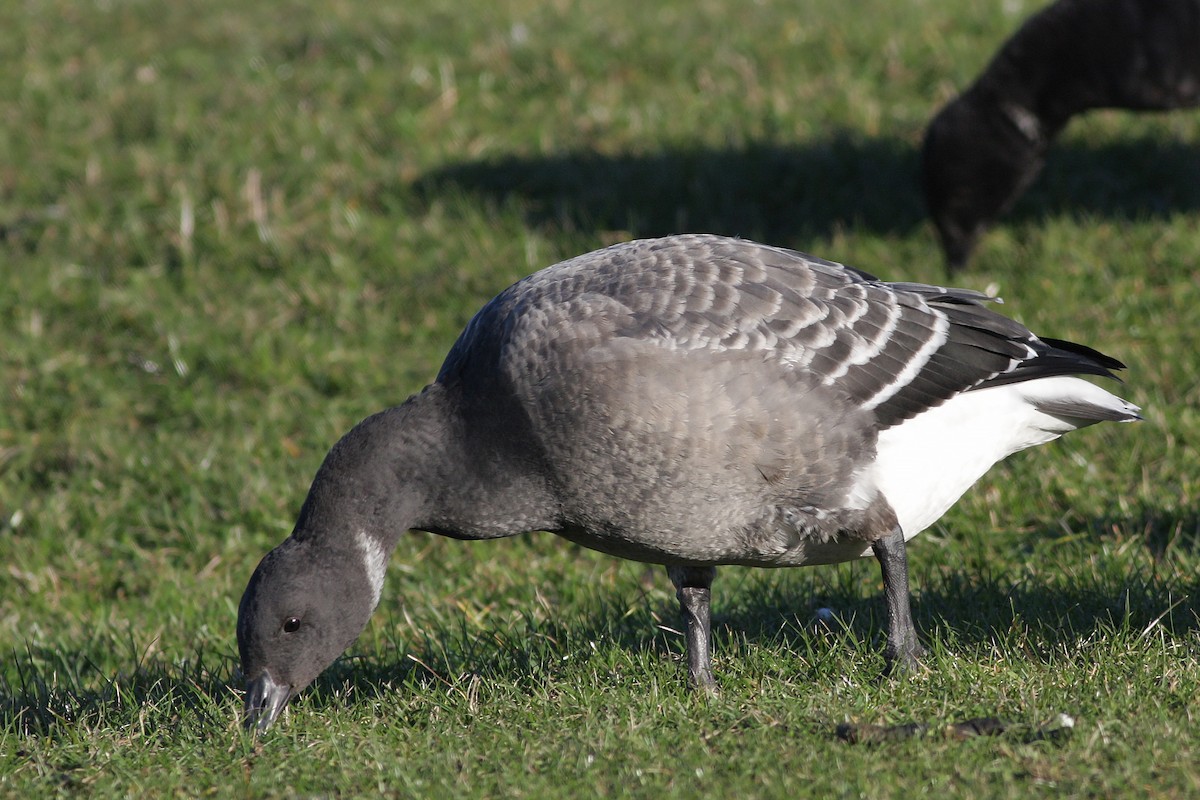 Brant (Dark-bellied) - ML646584687