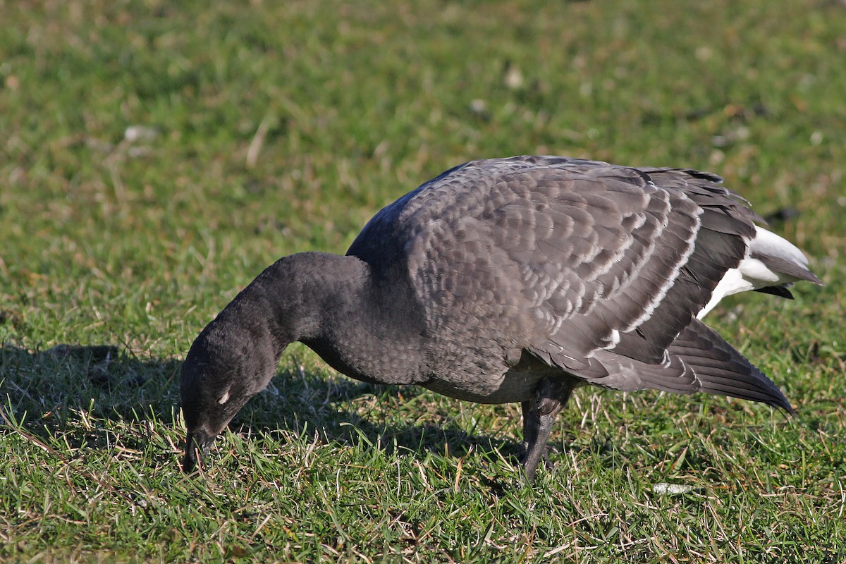 Brant (Dark-bellied) - ML646584689