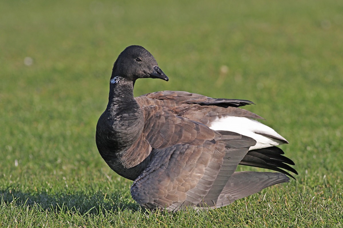 Brant (Dark-bellied) - ML646584690