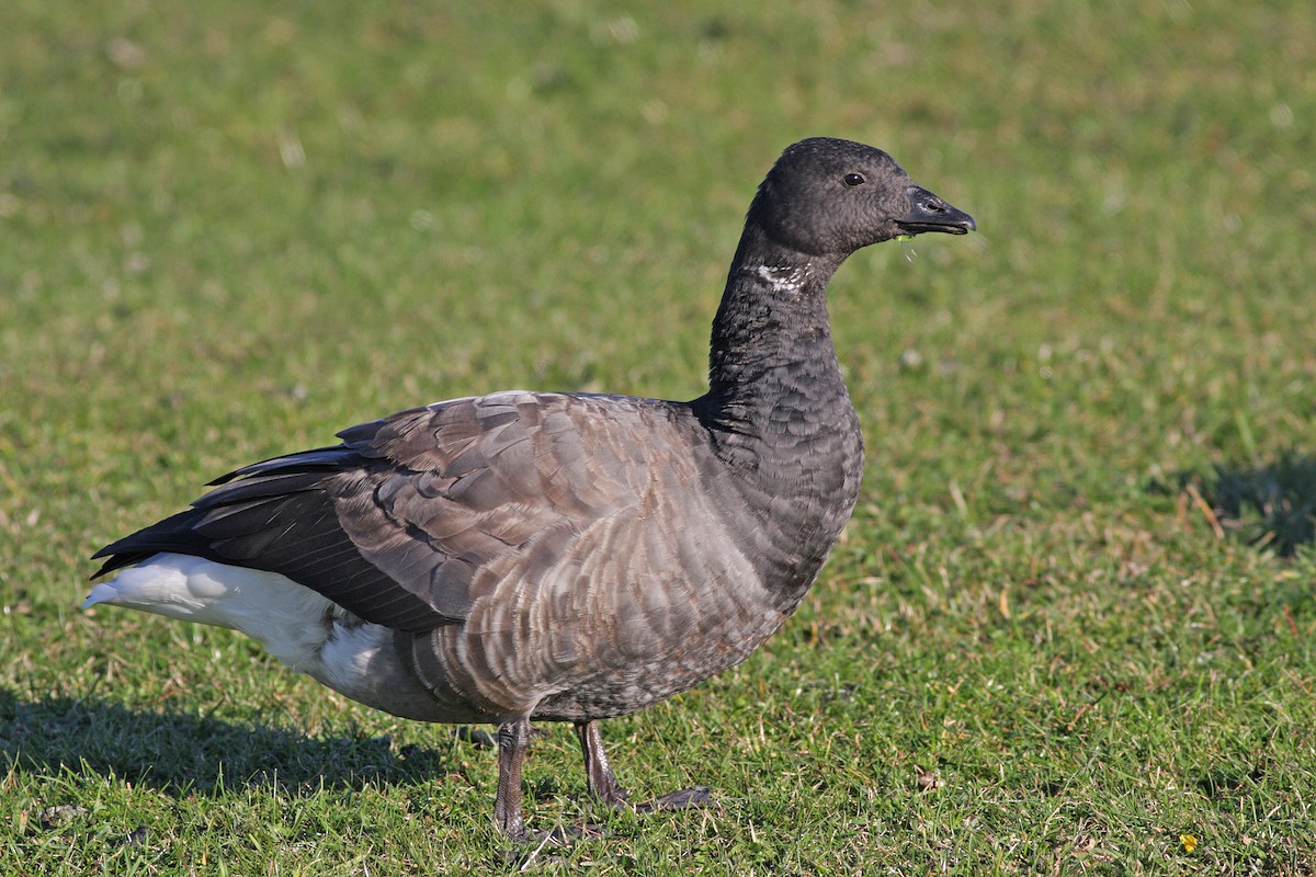 Brant (Dark-bellied) - ML646584691