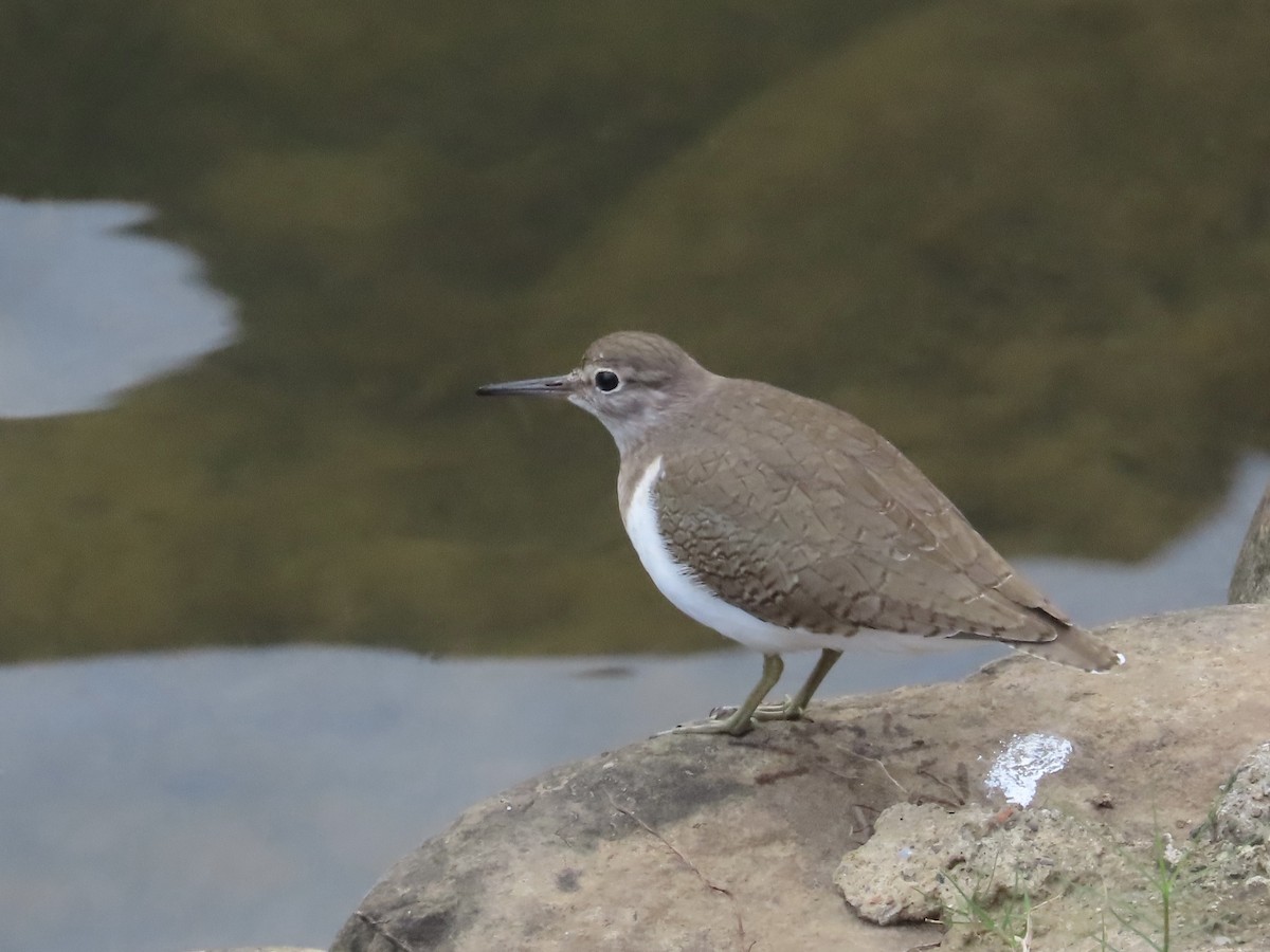 Common Sandpiper - ML646584692