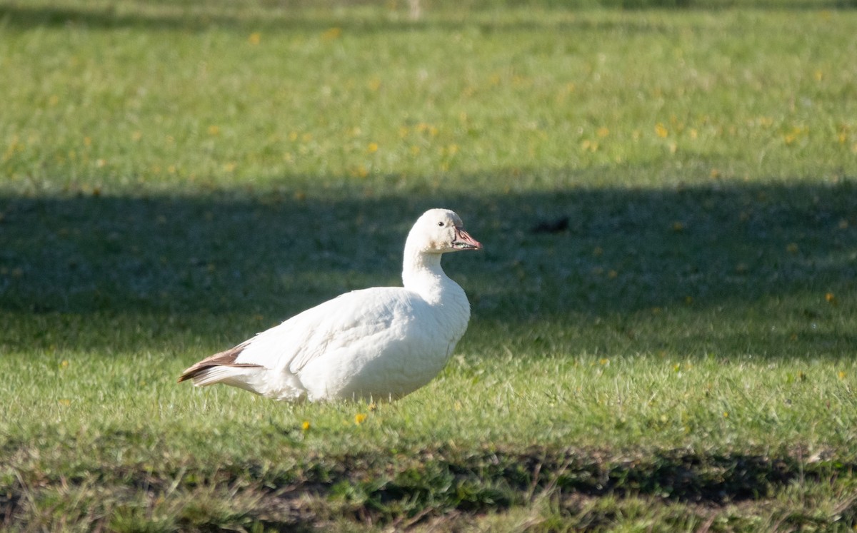 Snow Goose - ML646584693