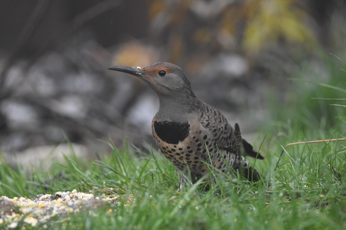 Northern Flicker (Red-shafted) - ML646584695