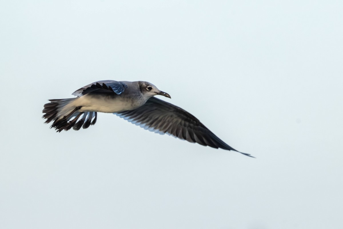 Laughing Gull - ML646584696