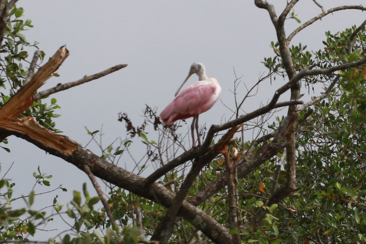 Roseate Spoonbill - ML646584697