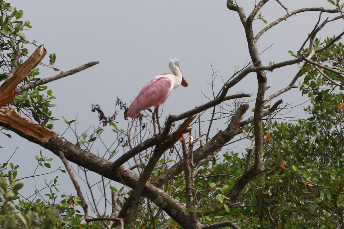Roseate Spoonbill - ML646584698