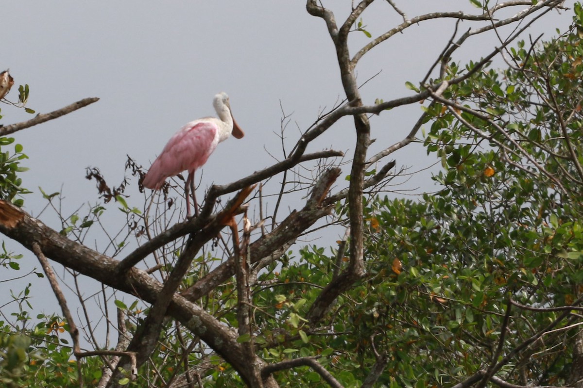 Roseate Spoonbill - ML646584699