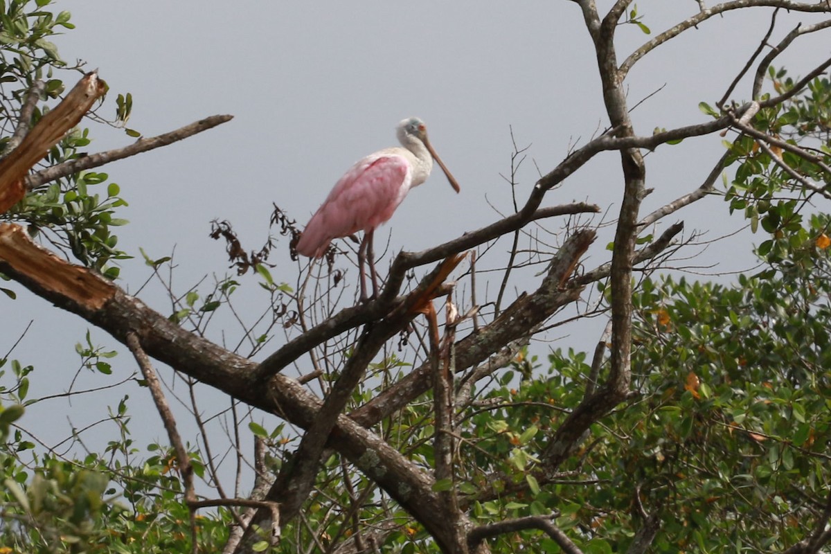 Roseate Spoonbill - ML646584700