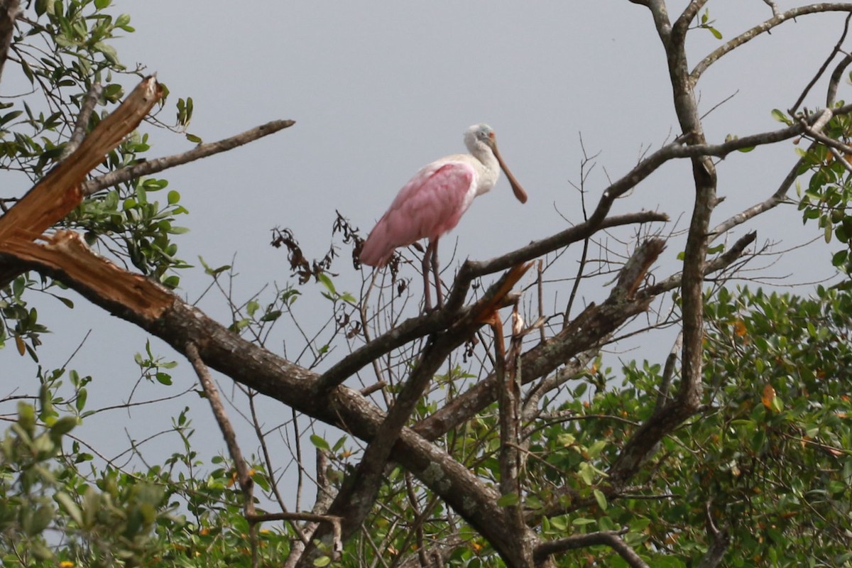Roseate Spoonbill - ML646584701