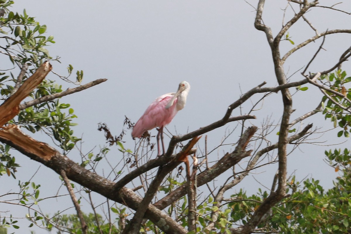 Roseate Spoonbill - ML646584702