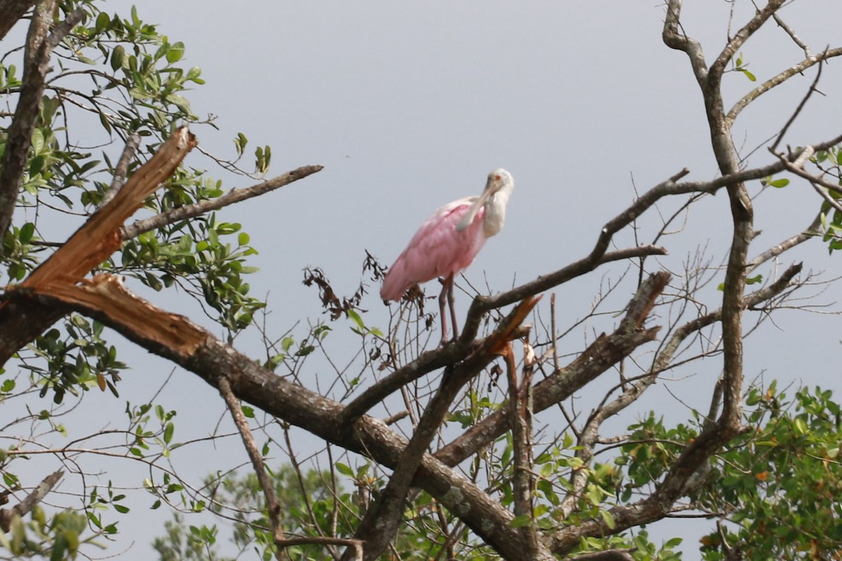 Roseate Spoonbill - ML646584703