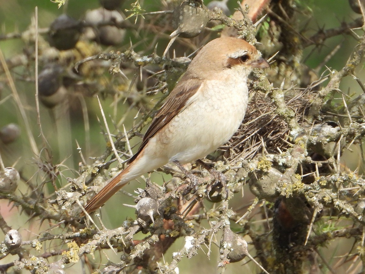 Isabellwürger - ML646584704