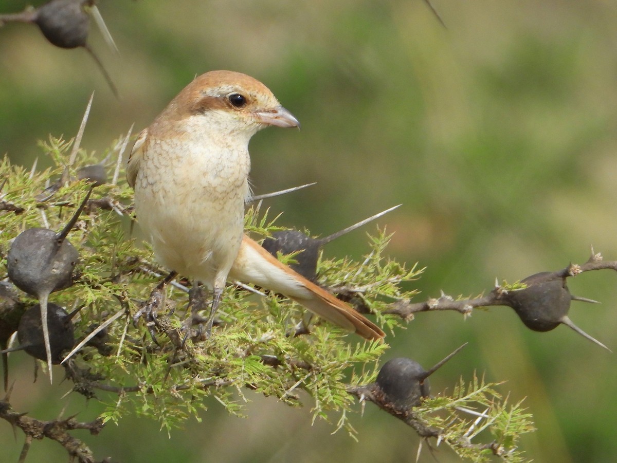 Isabellwürger - ML646584705