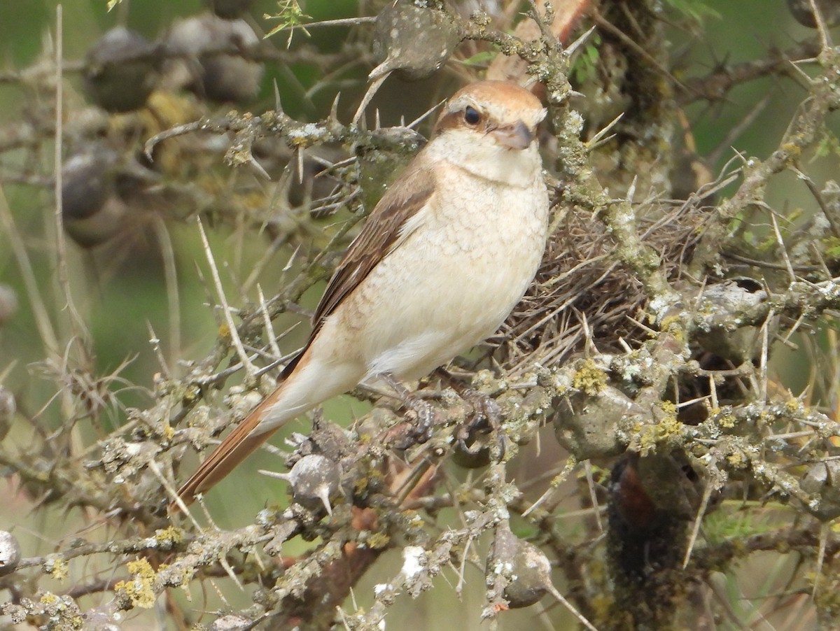 Isabellwürger - ML646584706