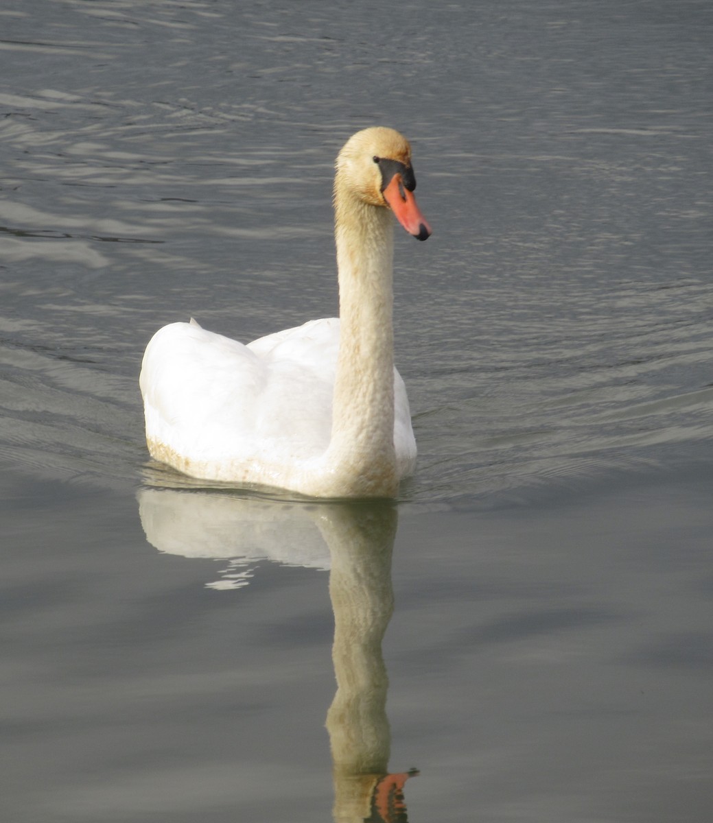 Mute Swan - ML646584707