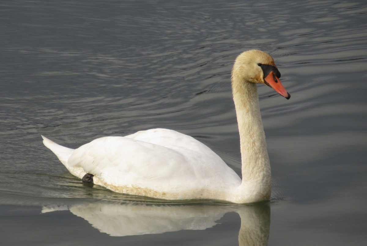 Mute Swan - ML646584708