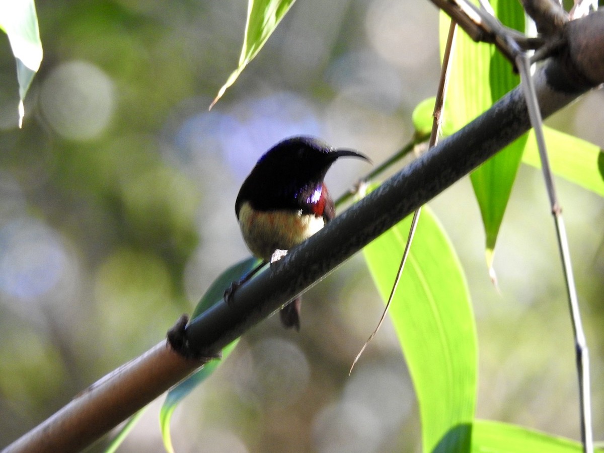 Black-throated Sunbird - ML646584709