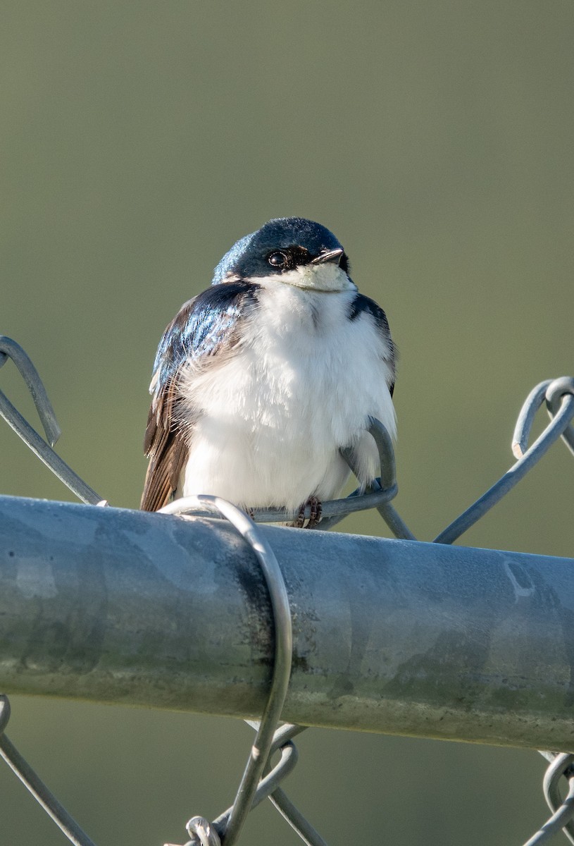 Tree Swallow - ML646584711