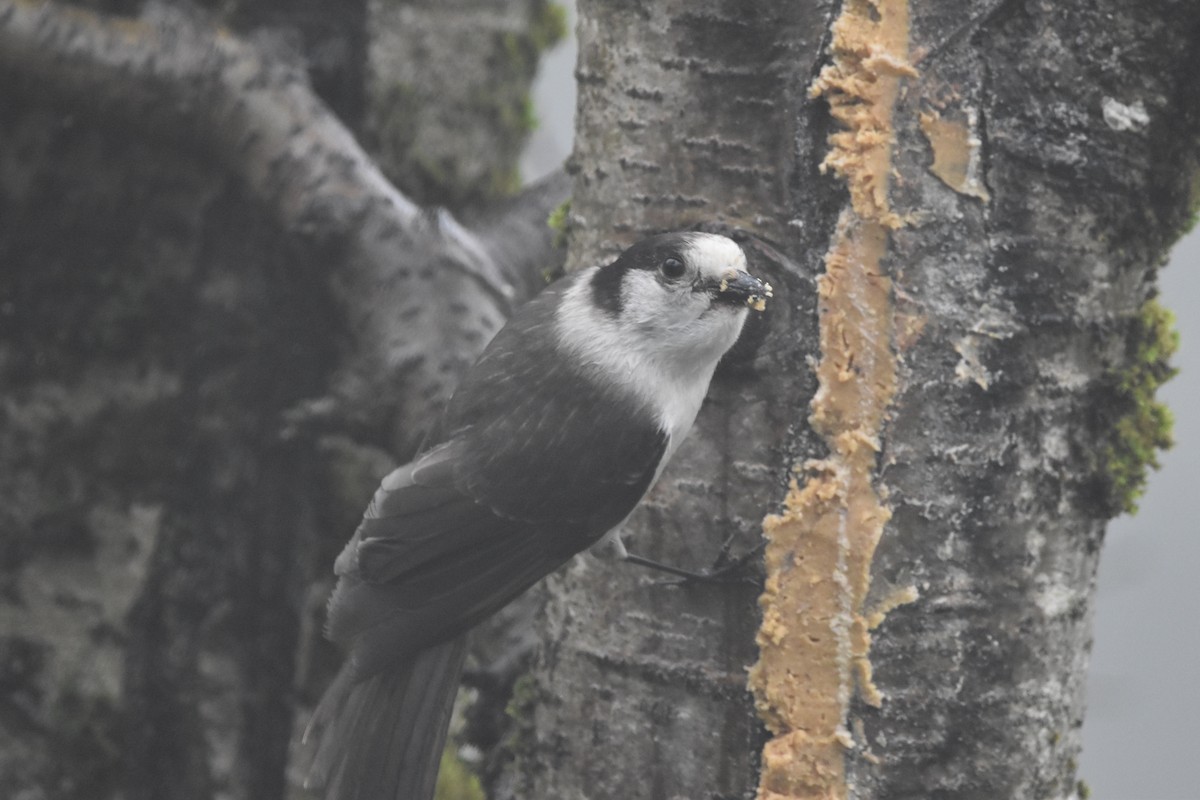 Canada Jay (Pacific) - ML646584712
