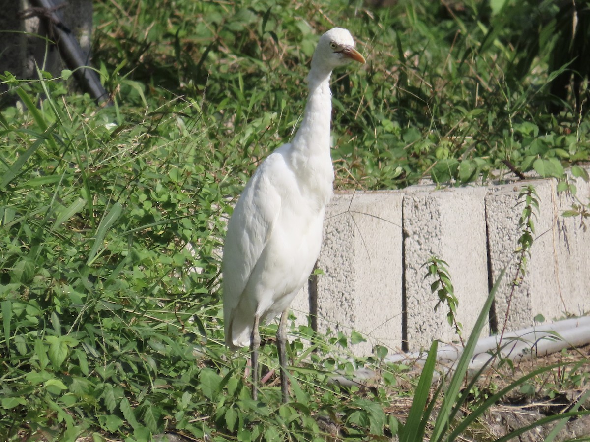 Héron de Coromandel - ML646584719
